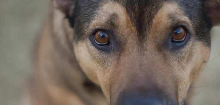 Adulto mayor fue encontrado decapitado en su casa: perros habrían comido su cabeza