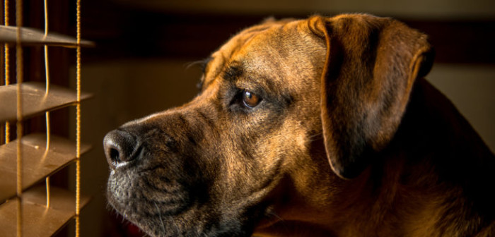 Propuesta de reglamento sobre tenencia responsable limita número de mascotas por vivienda