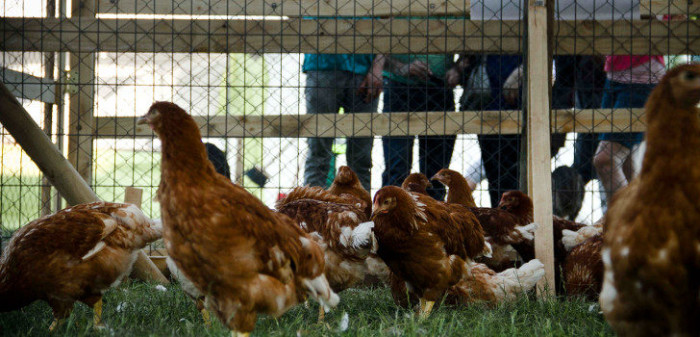 ¡Insólito! Hombre fue condenado a 150 días de cárcel por el hurto de dos gallinas