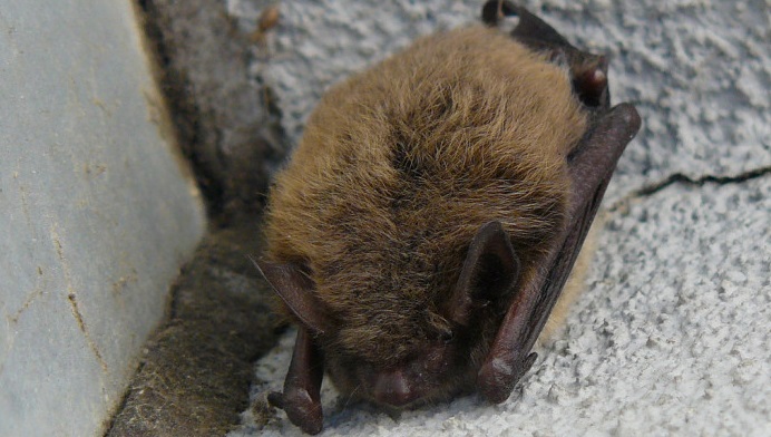 Mujer encontró dos murciélagos vivos en refrigerador de carne de supermercado