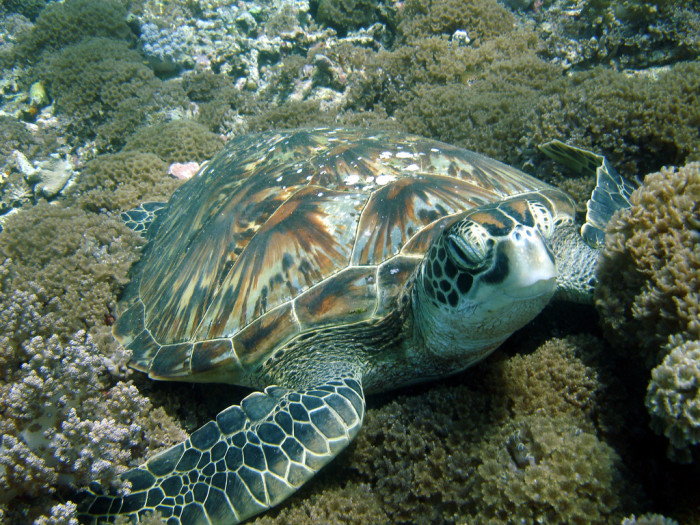 Ocho niños murieron en Madagascar después de comer una tortuga marina