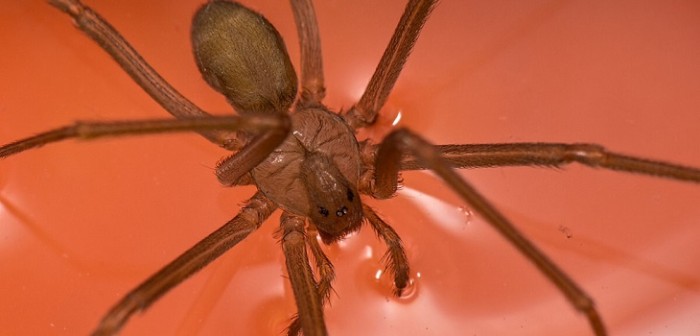 Investigadores identifican tres nuevas arañas en Chile tan peligrosas como la de rincón