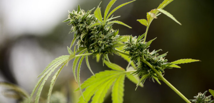 Carabineros acudieron a llamado por violencia intrafamiliar y se llevaron gran sorpresa