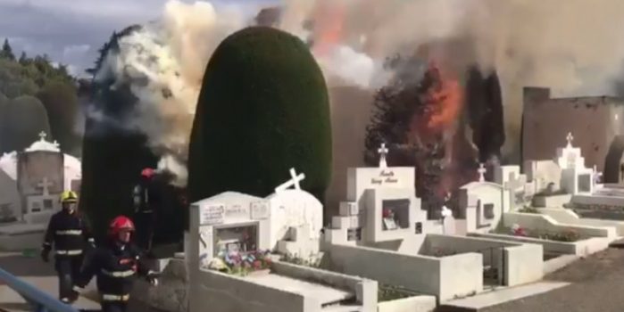 Desconocidos iniciaron fuego en Cementerio de Punta Arenas: quemaron cipreses centenarios