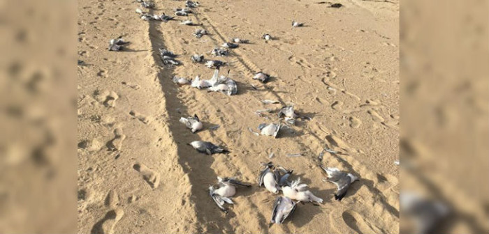 Se investiga inexplicable causa de muerte de 200 gaviotas en Algarrobo