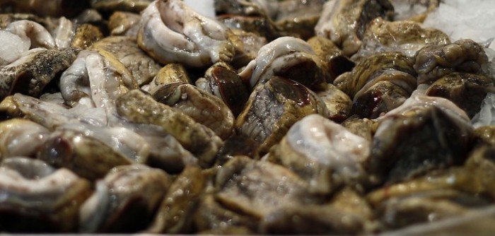 A pesar de los intoxicados: autoridades de Los Lagos afirman que no hay marea roja