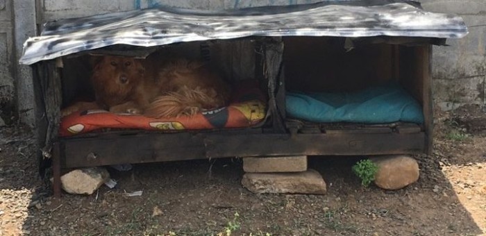 Insólito: mujer de Mulchén instaló casa para perros abandonados y terminó siendo multada