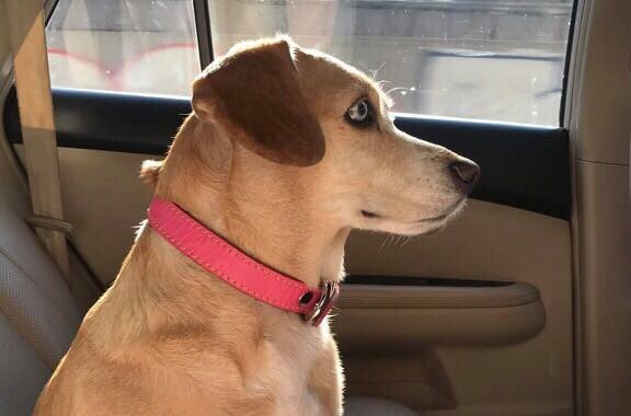 ¿Escape o abandono?: el cruel vuelco en historia de perrita que fue desamparada por dueños