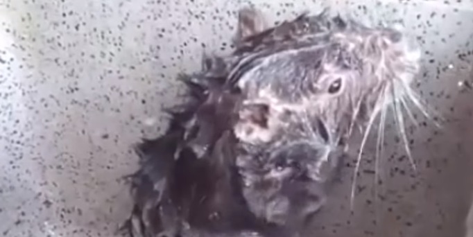 La indignante verdad tras el video viral del ratón que 