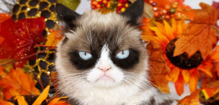 Famoso 'gato enojado' ganó demanda por uso de su imagen: su expresión no ha cambiado