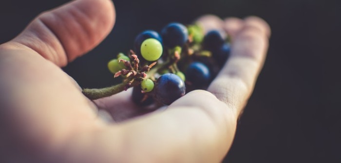 Niña de 5 años murió al atragantarse con una uva en Lebu: ¿qué hacer en estos casos?