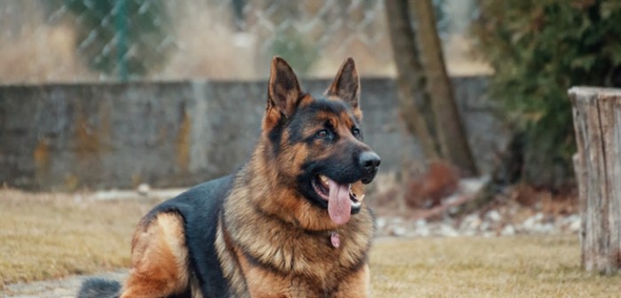Pastor alemán se convirtió en héroe al salvar la vida de su amo: recibió varios disparos