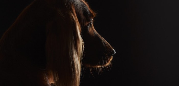 Encuentran veintena de perros muertos sobre la línea del tren en España: fueron amarrados