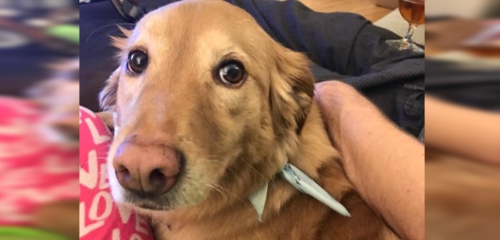 Twitter encuentra a la perrita más 'delicada' del mundo: realizó impresionante hazaña