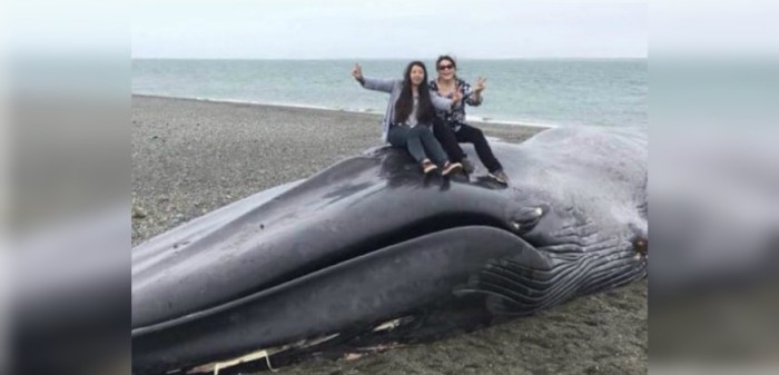 La verdad tras la fotografía de dos mujeres sobre una ballena muerta en Magallanes