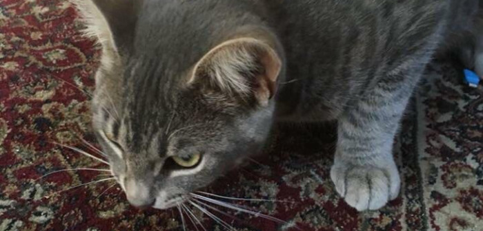 Vecinos impactados con matanza de gatos en Concepción: partieron a felino en dos