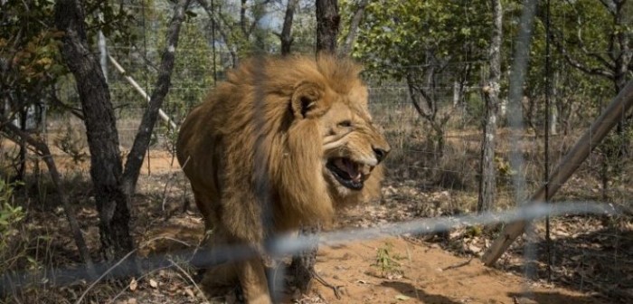 Cazador ilegal fue devorado por leones en Sudáfrica: dejaron sólo su cabeza