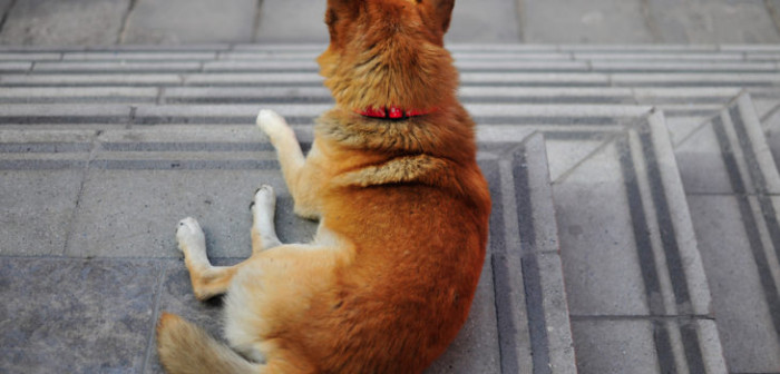 Mujer fue atacada por perros de sus vecinos en Concepción: lesiones fueron graves