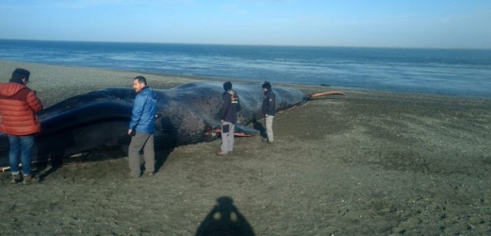 El repudiable actuar de habitantes de Magallanes con ballena azul varada: la rayaron