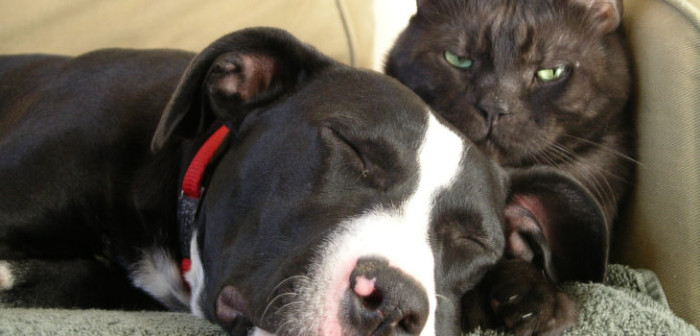 Las multas que arriesga quien no cumpla la inscripción obligatoria de animales de compañía