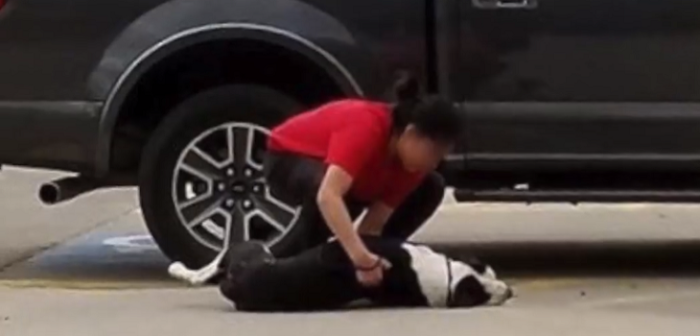 La desgarradora ‘lucha’ de dos perros para evitar el abandono: mujer logró salvarlos