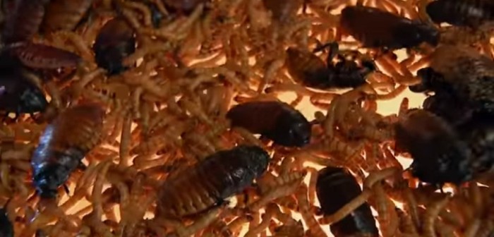 Asqueroso reto en reality mexicano molestó a televidentes: incluyó cucarachas y larvas