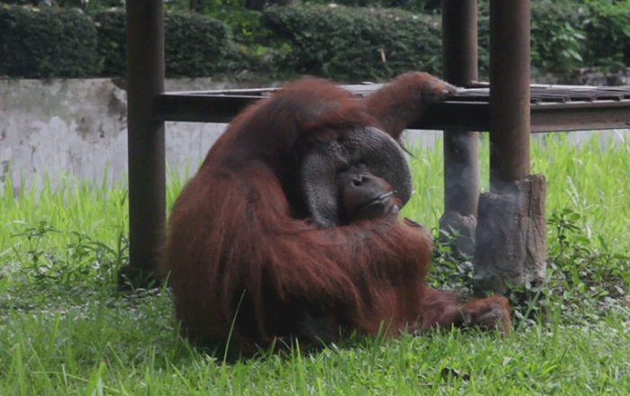 El polémico viral del momento: graban a orangután fumando en zoológico de Indonesia