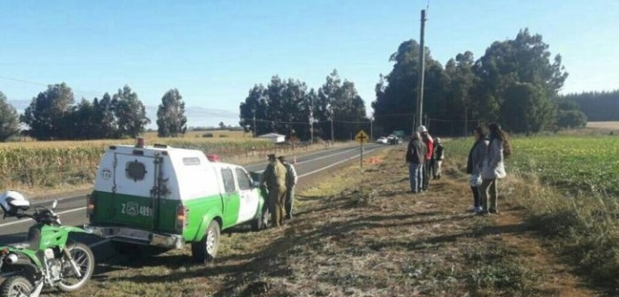 El trágico final de un hombre que intentó recoger un conejo muerto de la ruta en Ñuble