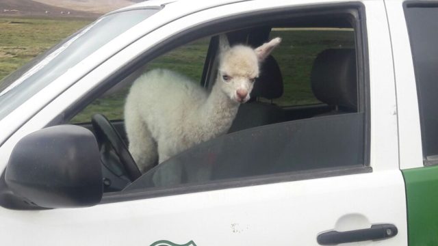 Nachito: el llamito de mes y medio rescatado por Carabineros y devuelto a sus dueños