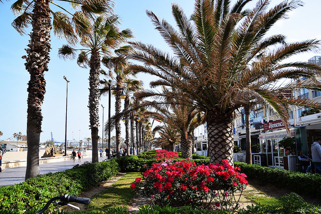 La peculiar iniciativa de abuelita de Temuco para no cortar su palmera: la está regalando