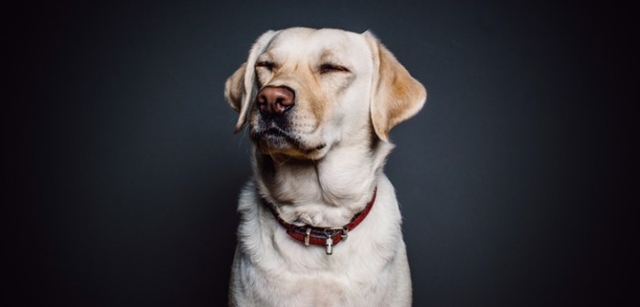 Labrador conmueve a cibernautas con su cara de 'inocente' al ser 'detenido' por la policía
