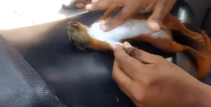 Joven le salvó la vida con reanimación cardiopulmonar a ardilla que se había electrocutado