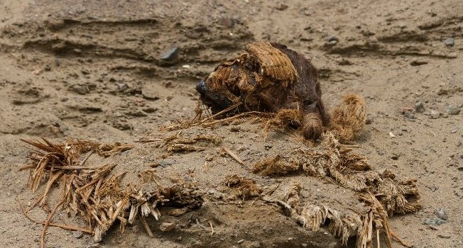 Impactante: mascota encontró un bebé momificado mientras disfrutaban de un paseo familiar