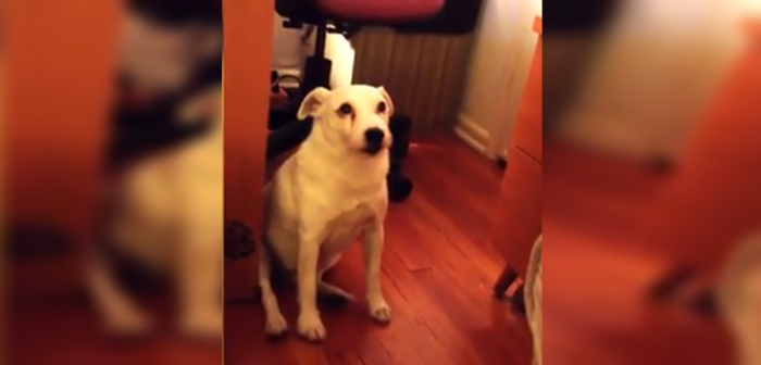 Perro fue descubierto comiendo de la basura y evitó de una tierna manera que lo retaran