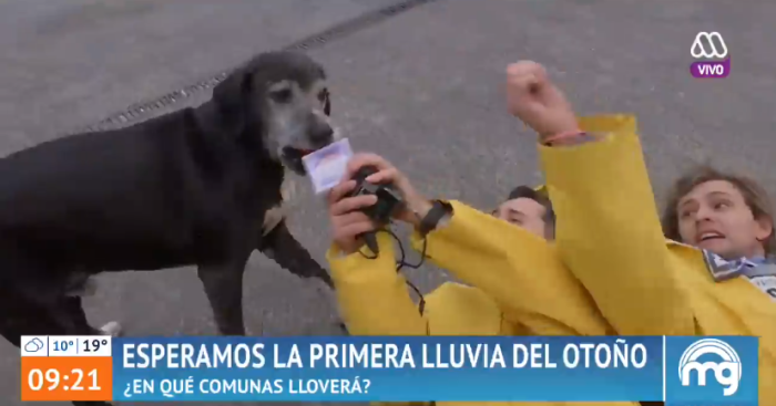 Karol y Joaquín sufrieron 'lanzazo' en vivo en Mucho Gusto: un perro les robó el micrófono