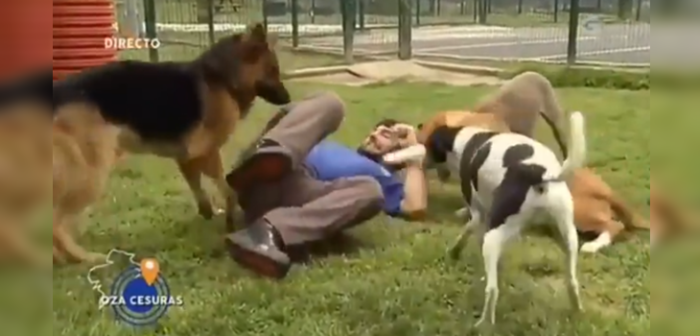 Pensó que pasaría desapercibido: adiestrador pateó a sus perros en plena entrevista