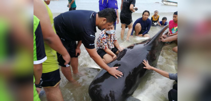 Hallan 80 bolsas plásticas en estómago de ballena: evidencia grave contaminación marina