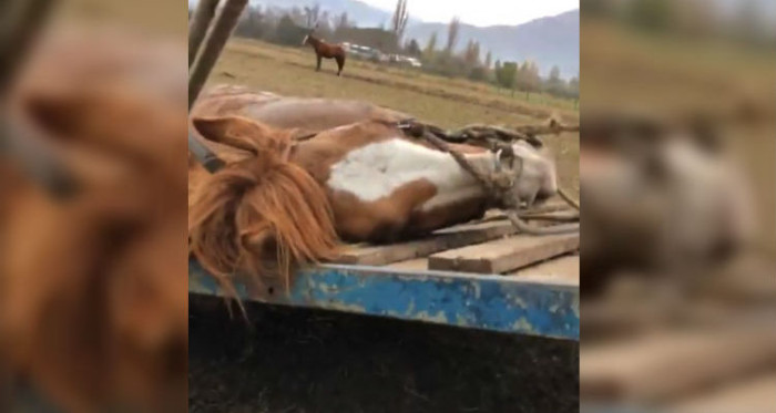 Captan brutal agresión a caballo en región de Valparaíso: “le estaban dando feroz paliza”