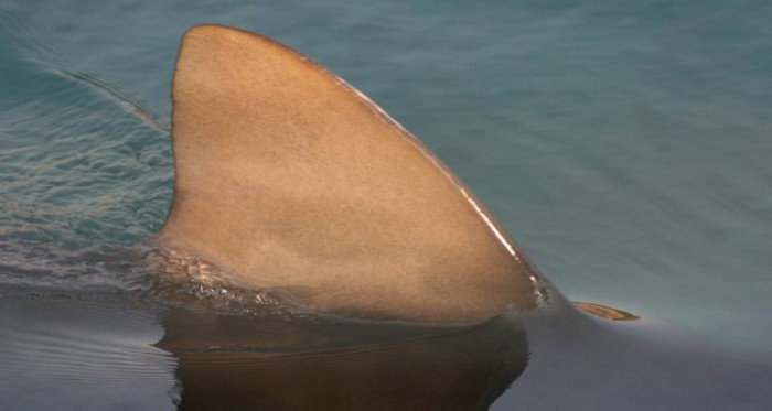 Hombre aseguró que fue mordido por un tiburón blanco mientras buceaba en El Tabo
