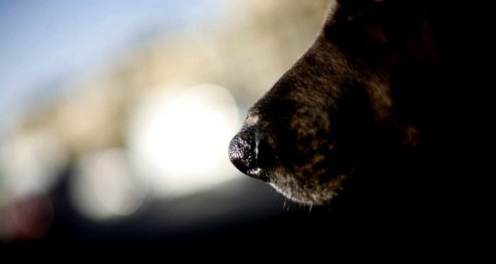 El crudo testimonio de mujer que fue atacada por seis perros: pensó que iba a morir