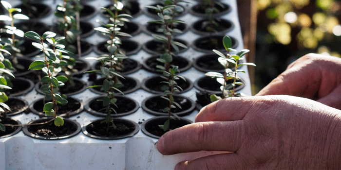 Núcleo nativo: la fundación que busca reforestar Chile de la mano de los adultos mayores