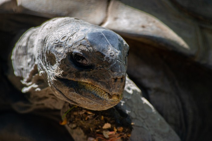 Misterioso hallazgo impactó en playa de Arica: diez tortugas marinas fueron decapitadas