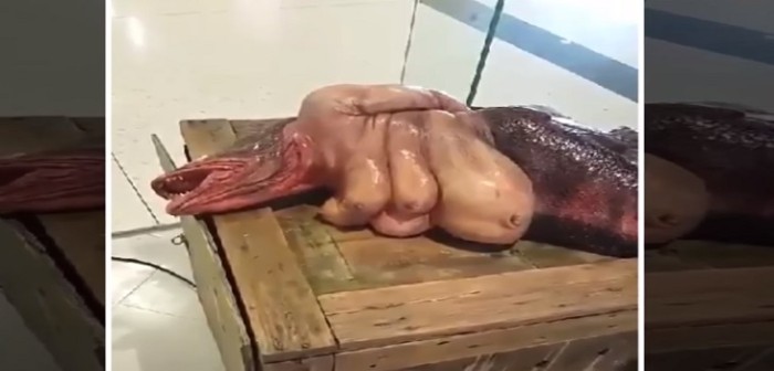 ¿De qué se trata? Difunden espeluznantes imágenes de criatura 'mitad pez y mitad humano'