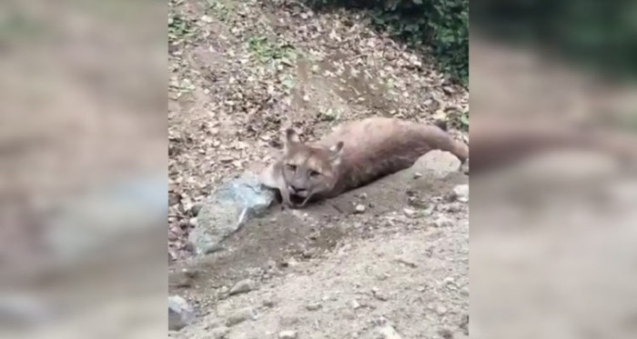 Graban a puma agonizando en Salamanca: agrupación acusa al SAG de ocultar información