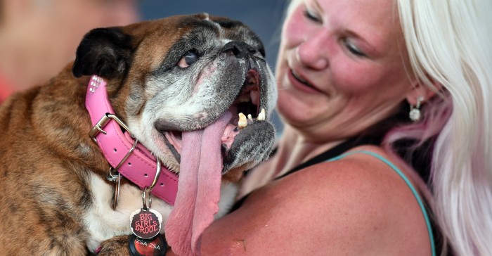 Murió Zsa Zsa, el perro más feo del mundo a sólo semanas de haber ganado el título