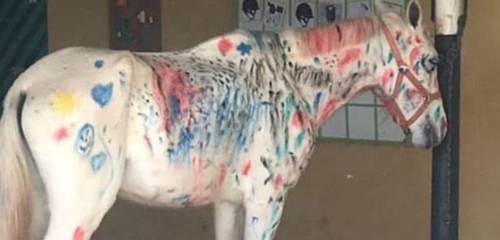 Caballo blanco usado como lienzo de pintura por niños generó indignación en redes