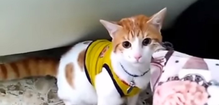 Mono: el gato que se volvió viral por 'gritar gol' en uno de los partidos de Colombia
