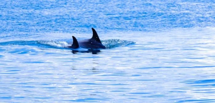 Orca que 'cargó' a su cría muerta por tres días conmueve al mundo científico