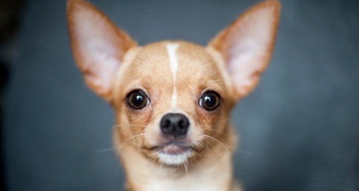 Tres años en la cárcel deberá pasar hombre por el delito de receptación de un chihuahua