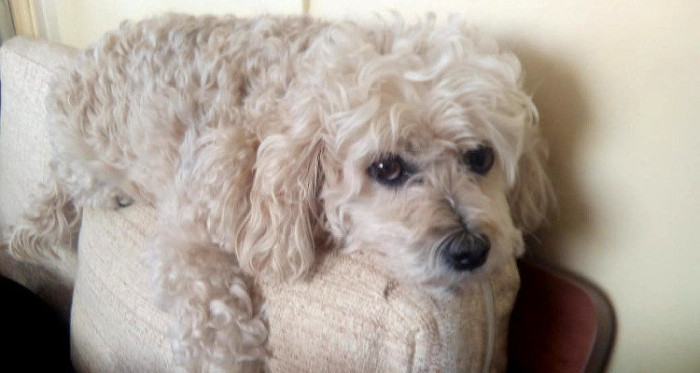 Magallánico ofrece como recompensa su auto a quien encuentre a su perrito perdido